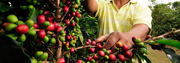 plantacion de cafe